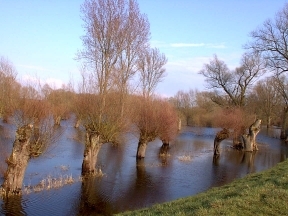 Deichniederung im Mai 2001 in der Nachmittagssonne - das Hochwasser ist da